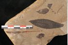 Foto (Detailansicht) von Plantae indet.  (NHMW-GEO-2024-0188-11407)